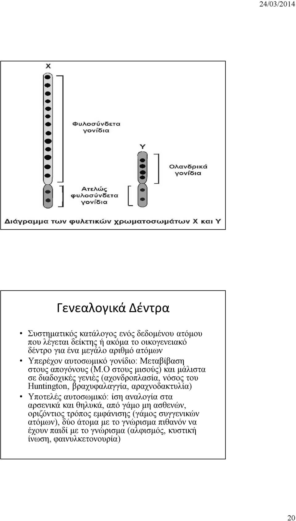 Ο στους μισούς) και μάλιστα σε διαδοχικές γενιές (αχονδροπλασία, νόσος του Huntington, βραχυφαλαγγία, αραχνοδακτυλία) Υποτελές αυτοσωμικό: