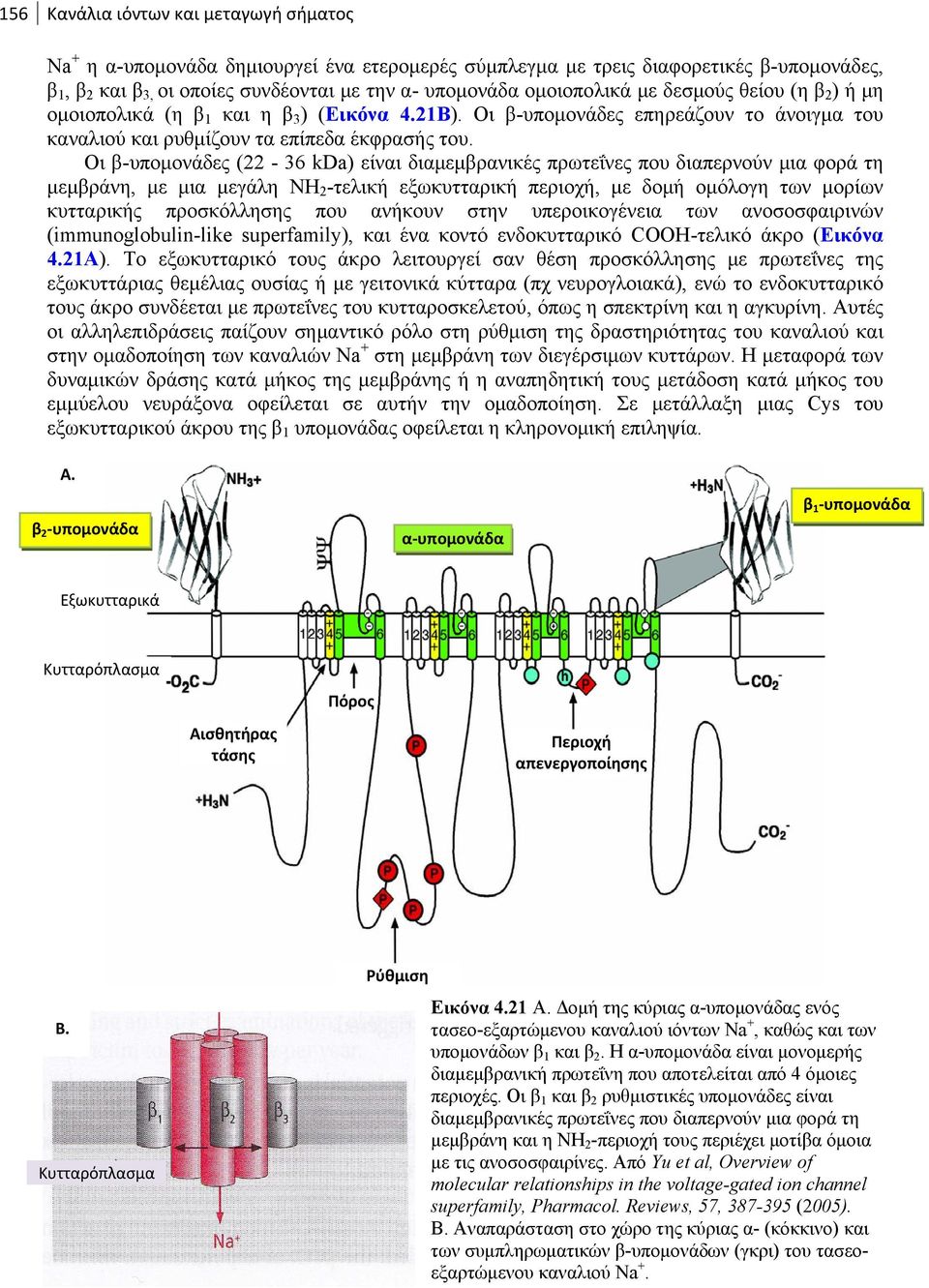 Οι β-υπομονάδες (22-36 kda) είναι διαμεμβρανικές πρωτεΐνες που διαπερνούν μια φορά τη μεμβράνη, με μια μεγάλη ΝΗ 2 -τελική εξωκυτταρική περιοχή, με δομή ομόλογη των μορίων κυτταρικής προσκόλλησης που