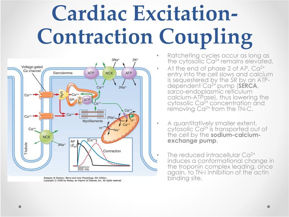 reticulum calcium-atpase), thus lowering the cytosolic Ca 2+ concentration and removing Ca 2+ from the TN-C.