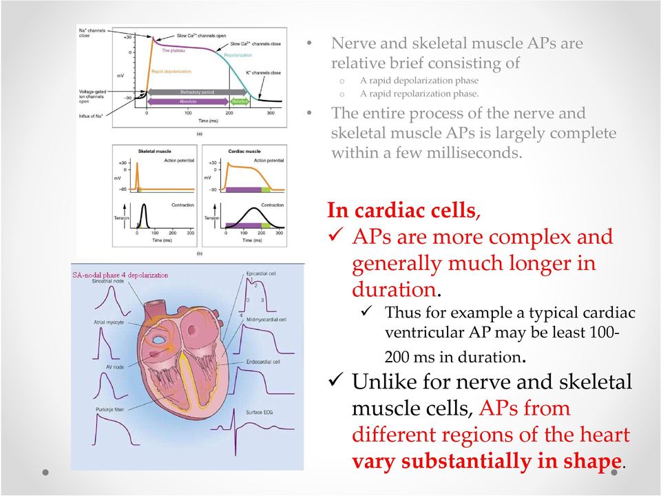In cardiac cells, APs are more complex and generally much longer in duration.