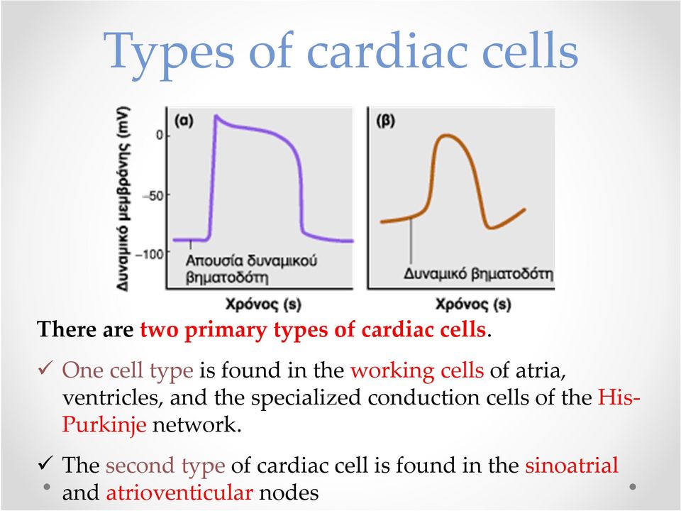 the specialized conduction cells of the His- Purkinje network.