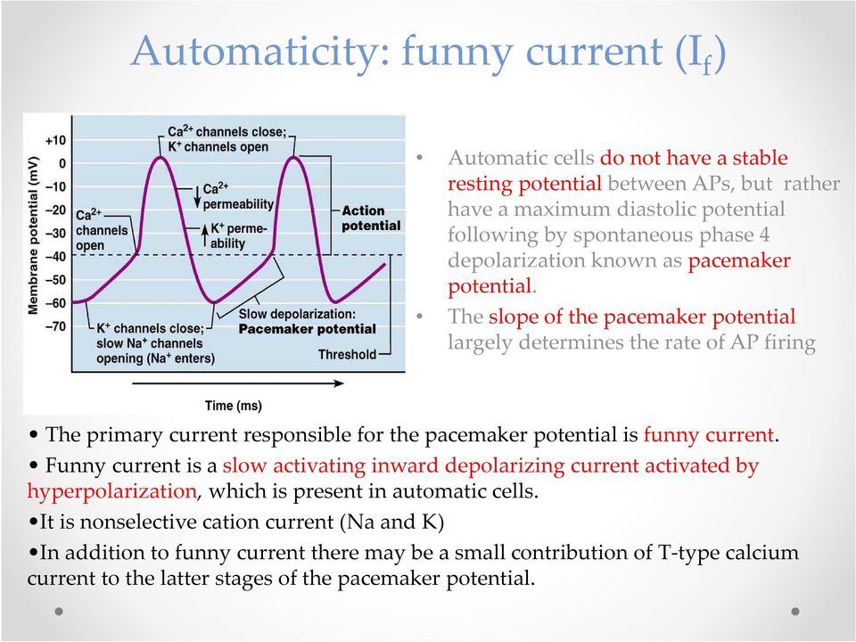 The slope of the pacemaker potential largely determines the rate of AP firing The primary current responsible for the pacemaker potential is funny current.