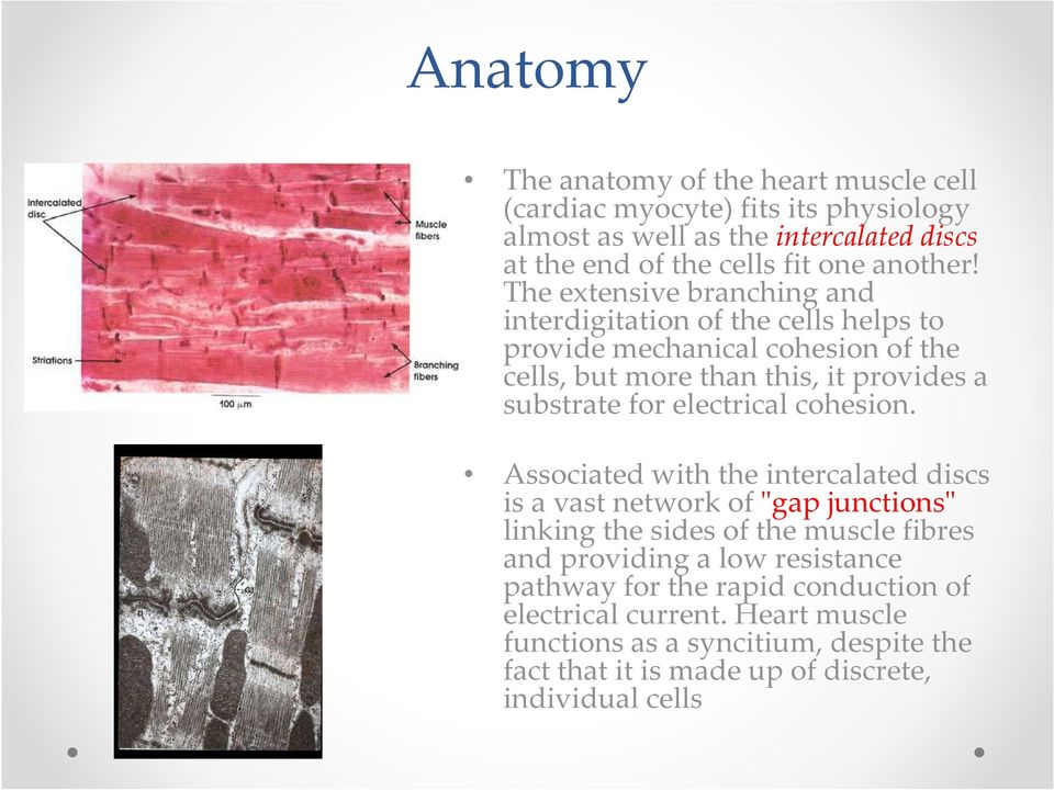 The extensive branching and interdigitation of the cells helps to provide mechanical cohesion of the cells, butmorethanthis, itprovidesa substrate for