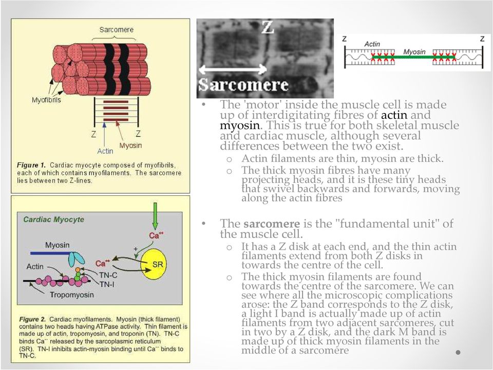The thick myosin fibres have many projecting heads, and it is these tiny heads that swivel backwards and forwards, moving along the actin fibres The sarcomere is the"fundamental unit" of the