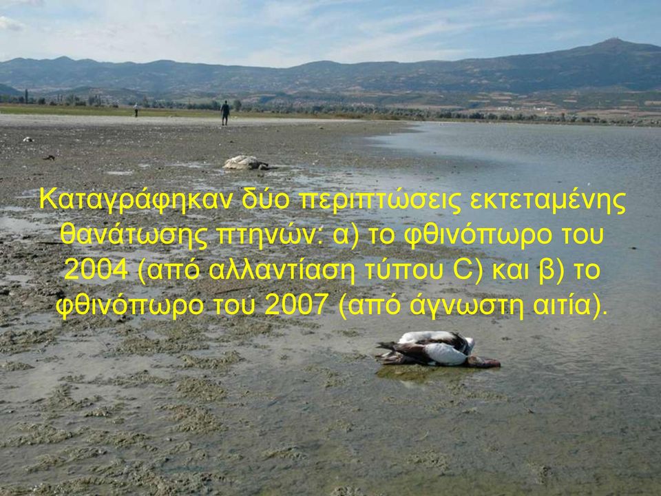 φθινόπωρο του 2004 (από αλλαντίαση