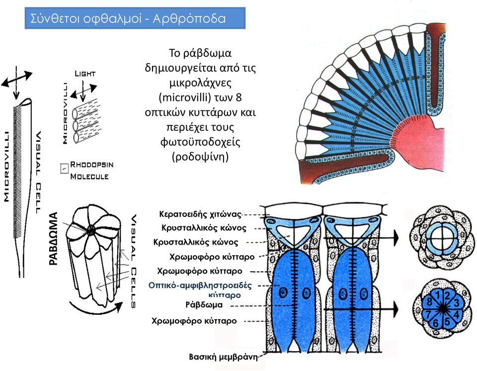 χιτώνας Κρυσταλλικός κώνος Κρυσταλλικός κώνος Χρωμοφόρο κύτταρο Χρωμοφόρο κύτταρο