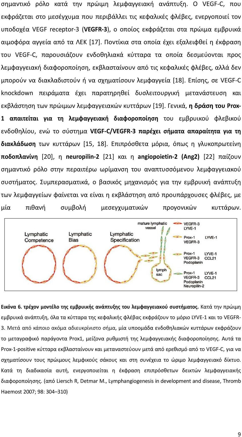 Ποντίκια ςτα οποία ζχει εξαλειφκεί θ ζκφραςθ του VEGF-C, παρουςιάηουν ενδοκθλιακά κφτταρα τα οποία δεςμεφονται προσ λεμφαγγειακι διαφοροποίθςθ, εκβλαςταίνουν από τισ κεφαλικζσ φλζβεσ, αλλά δεν