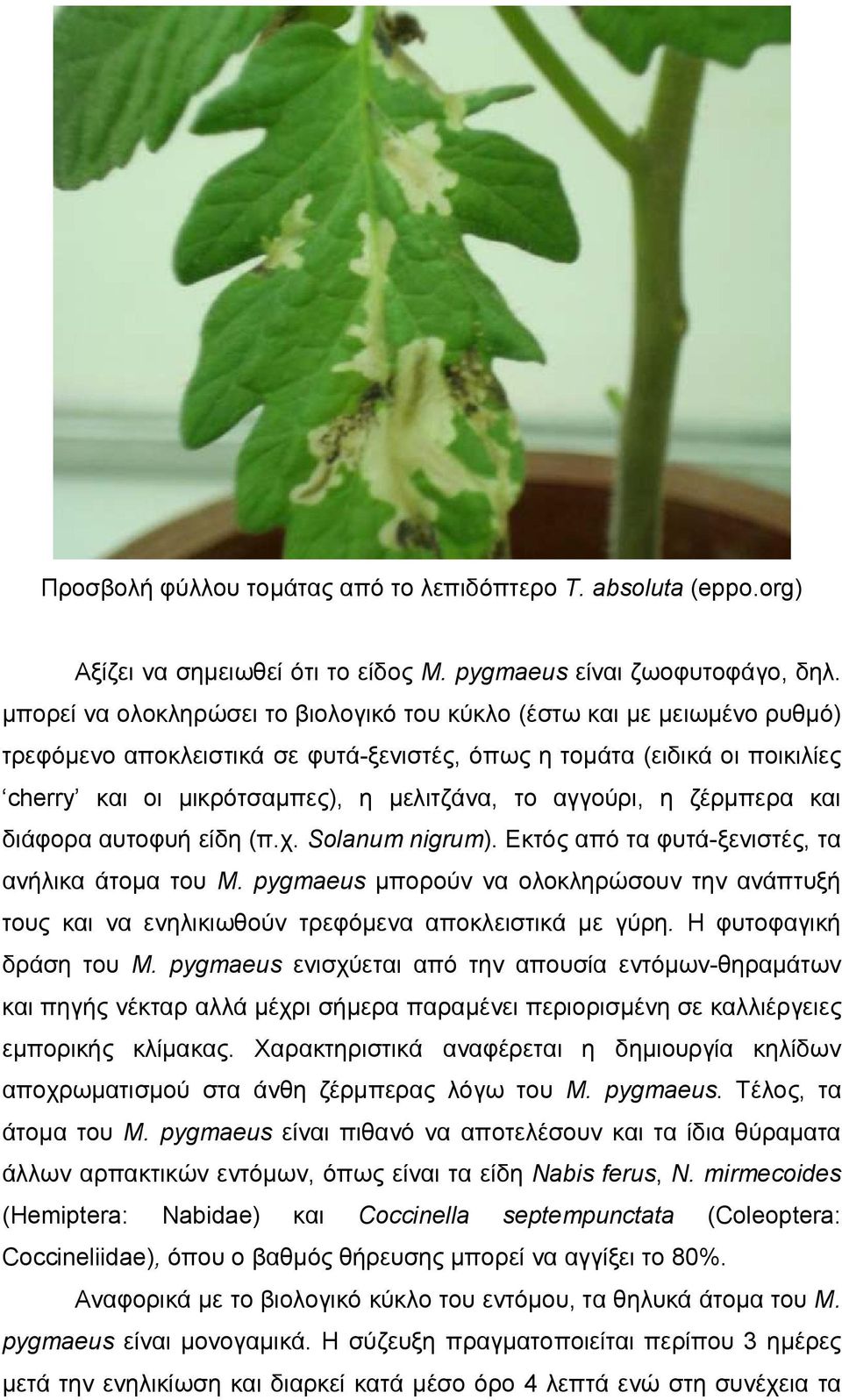 αγγούρι, η ζέρμπερα και διάφορα αυτοφυή είδη (π.χ. Solanum nigrum). Εκτός από τα φυτά-ξενιστές, τα ανήλικα άτομα του M.