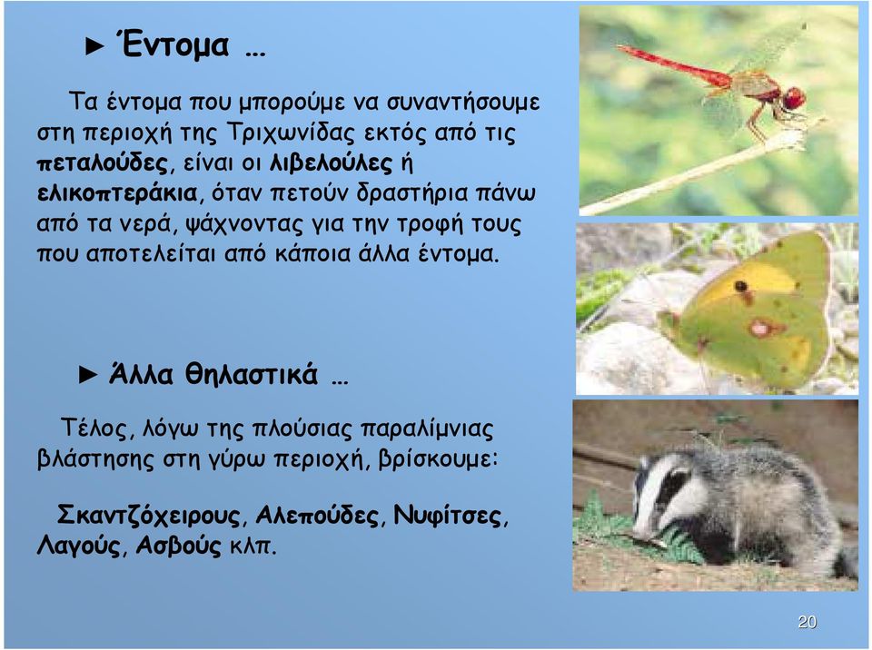 τροφή τους που αποτελείται από κάποια άλλα έντοµα.