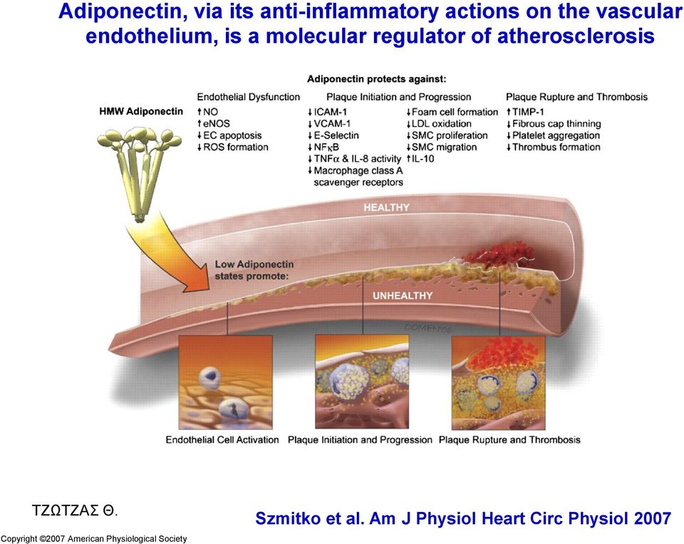 atherosclerosis Copyright 2007 American Physiological