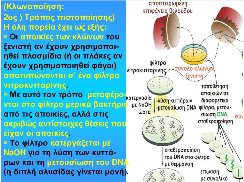 Μεαυτότοντρόπο µεταφέρονται στο φίλτρο µερικά βακτήρια από τις αποικίες, αλλά στις ακριβώς αντίστοιχες θέσεις