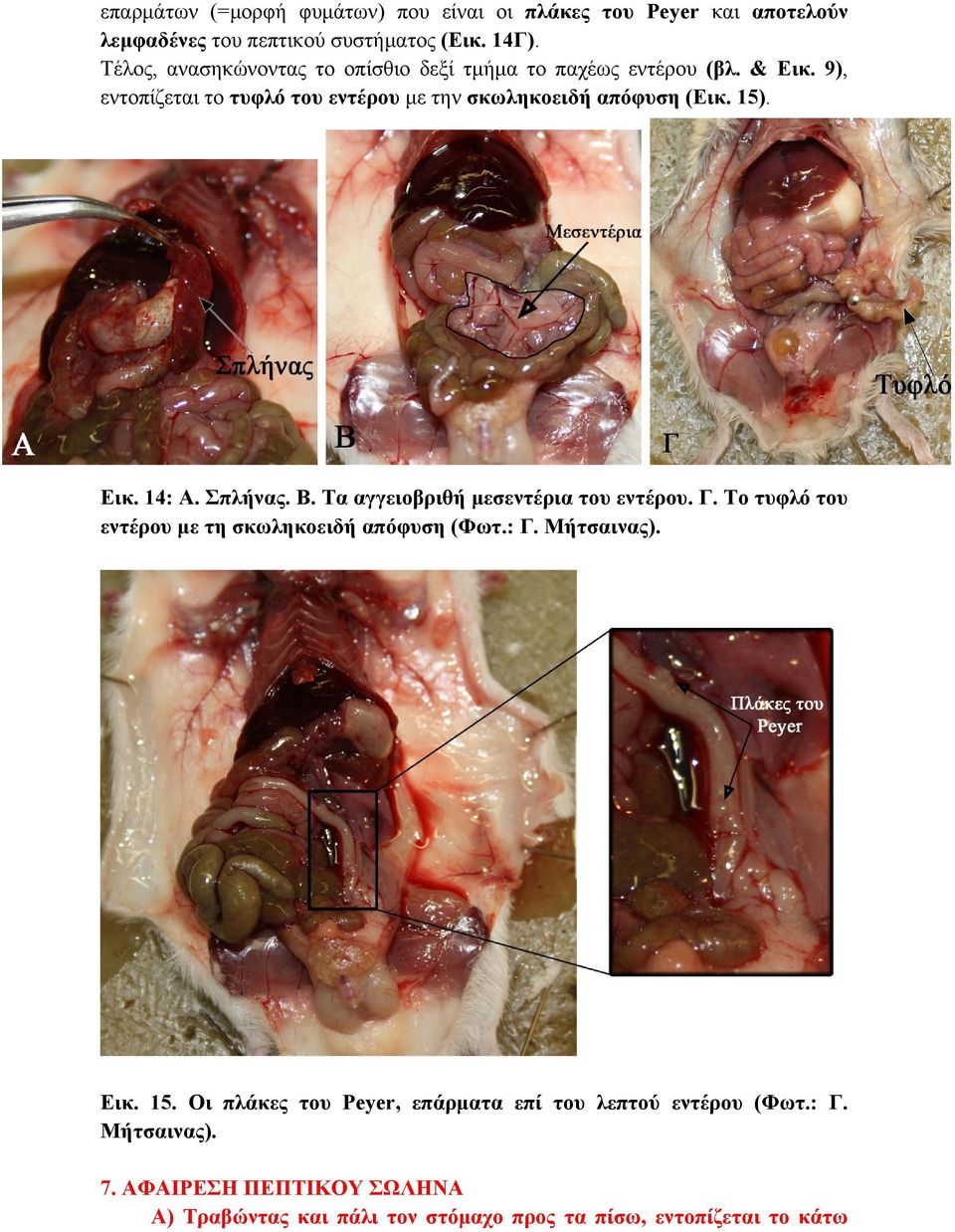 15). Εικ. 14: Α. Σπλήνας. Β. Τα αγγειοβριθή μεσεντέρια του εντέρου. Γ. Το τυφλό του εντέρου με τη σκωληκοειδή απόφυση (Φωτ.: Γ. Μήτσαινας). Εικ. 15.