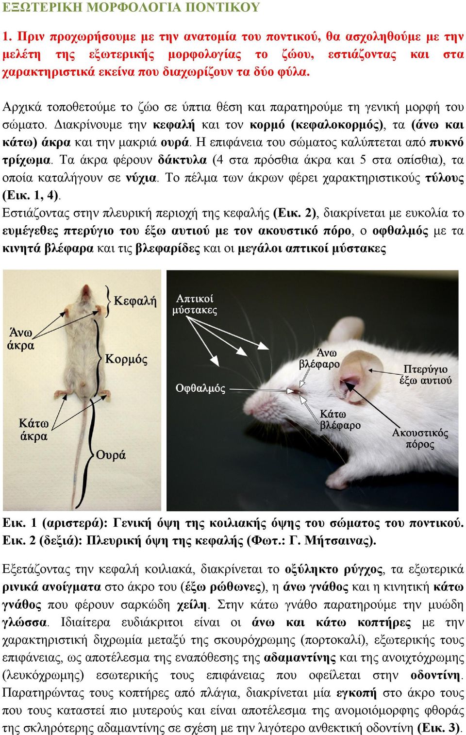 Αρχικά τοποθετούμε το ζώο σε ύπτια θέση και παρατηρούμε τη γενική μορφή του σώματο. Διακρίνουμε την κεφαλή και τον κορμό (κεφαλοκορμός), τα (άνω και κάτω) άκρα και την μακριά ουρά.