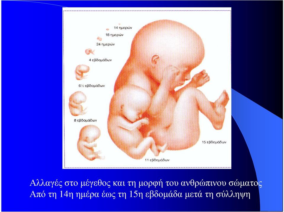 σώµατος Απότη
