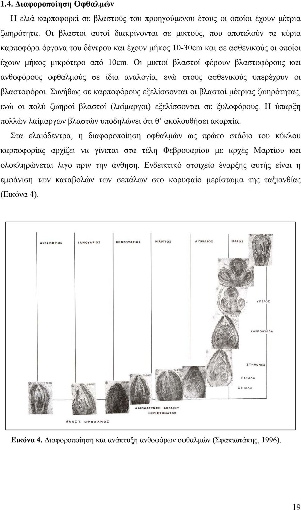 Οι μικτοί βλαστοί φέρουν βλαστοφόρους και ανθοφόρους οφθαλμούς σε ίδια αναλογία, ενώ στους ασθενικούς υπερέχουν οι βλαστοφόροι.