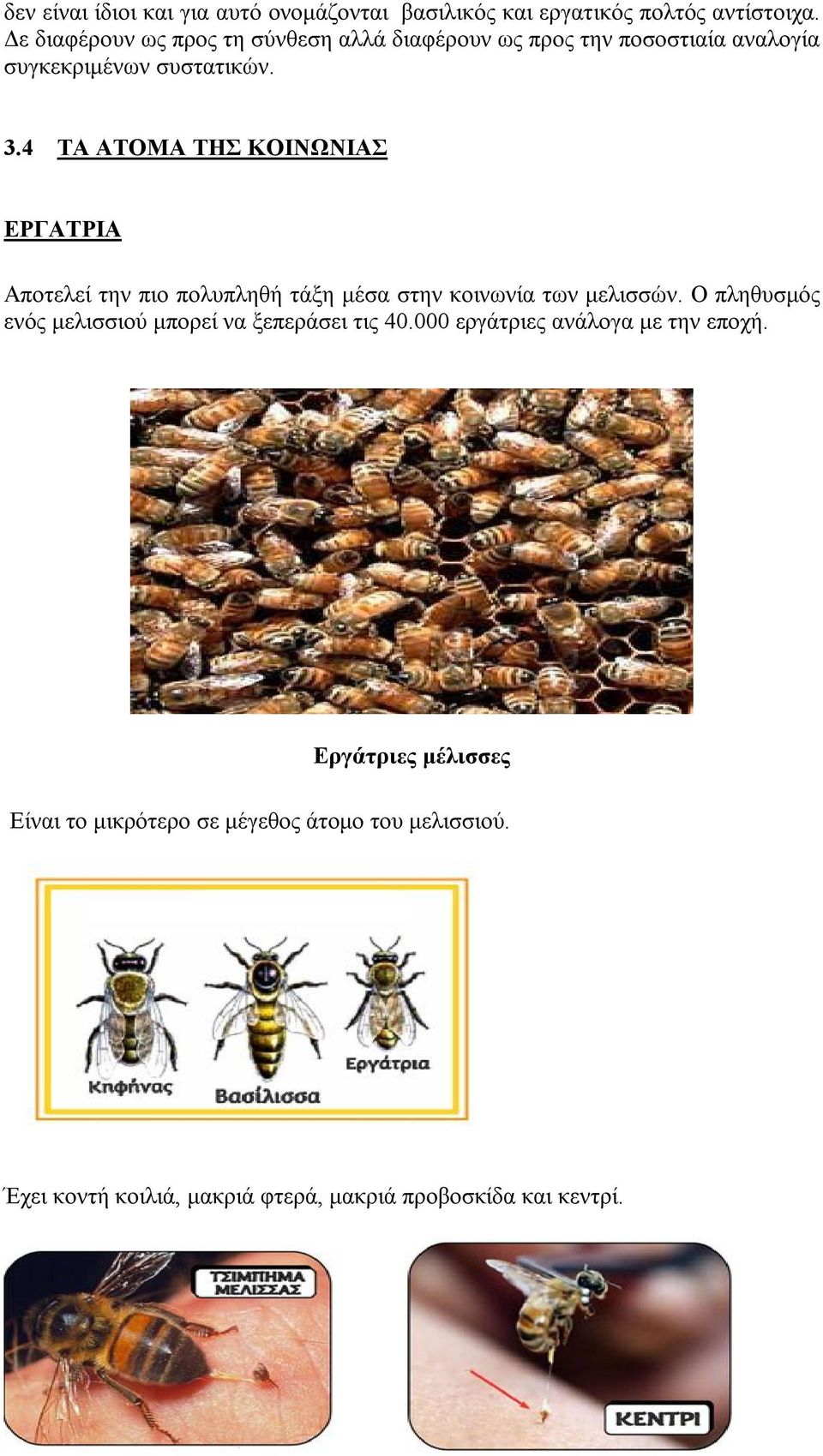4 ΤΑ ΑΤΟΜΑ ΤΗΣ ΚΟΙΝΩΝΙΑΣ ΕΡΓΑΤΡΙΑ Αποτελεί την πιο πολυπληθή τάξη μέσα στην κοινωνία των μελισσών.