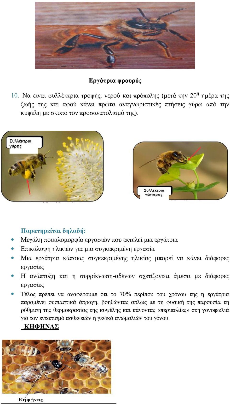 Παρατηρείται δηλαδή: Μεγάλη ποικιλομορφία εργασιών που εκτελεί μια εργάτρια Επικάλυψη ηλικιών για μια συγκεκριμένη εργασία Μια εργάτρια κάποιας συγκεκριμένης ηλικίας μπορεί να κάνει διάφορες