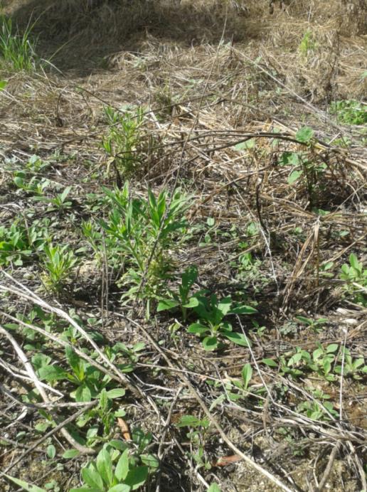 109 Εικόνα 1. Χαμηλή αποτελεσματικότητα (30% έλεγχο) για δόση glyphosate 1X (720 g a.i. /ha) στην κόνυζα (Conyza spp.), σε πείραμα αγρού σε ελαιώνα της περιοχής Πύλου. α β Γράφημα 1.