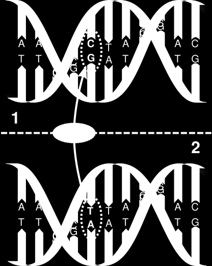 Οι πολυμορφισμοί του DNA χρησιμεύουν ως δείκτες θέσης Single Nucleotide Polymorphisms (SNPs)