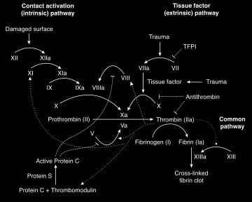 Procoagulant Effect of