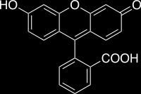 Σχήμα 3: Χημική δομή της υδροεθιδίνης (ΗΕ) και του αντίστοιχου εθιδινικού άλατος (Ε + )[16].