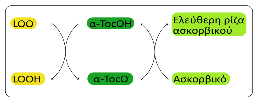 των δραστικών ελευθέρων ριζών. Η σχηματιζόμενη ρίζα του ασκορβικού (Asc. ) είναι σχετικά μη δραστική, λόγω της χημικής της δομής (βλέπε Σχήμα 1).