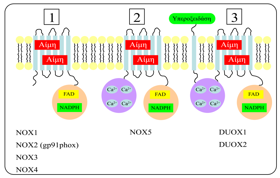 Η οικογένεια των ΝΟΧ οξειδασών αποτελείται από επτά διαμεμβρανικούς μεταφορείς ηλεκτρονίων, οι οποίοι καταλύουν τη μεταφορά ηλεκτρονίων από το NADPH εντός των κυττάρων, διαμέσου της κυτταρικής