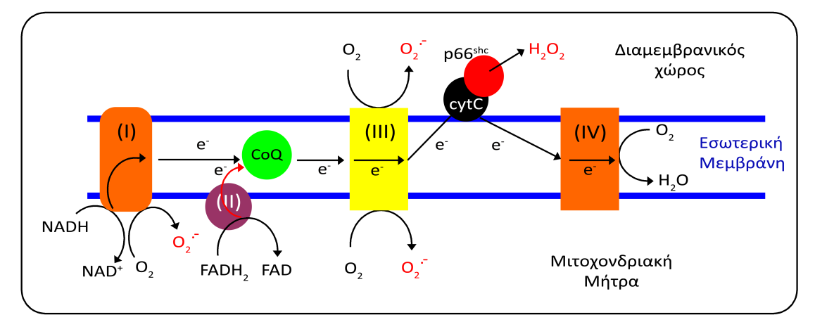 Σχήμα 4: Διαγραμματική απεικόνιση της δημιουργίας ανιόντος του σουπεροξειδίου (Ο 2.- ) κατά τη μεταφορά των ηλεκτρονίων στην αναπνευστική αλυσίδα. Το Ο 2.