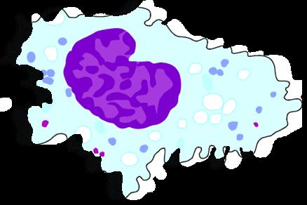 HDL and Reverse Cholesterol Transport Bile FC