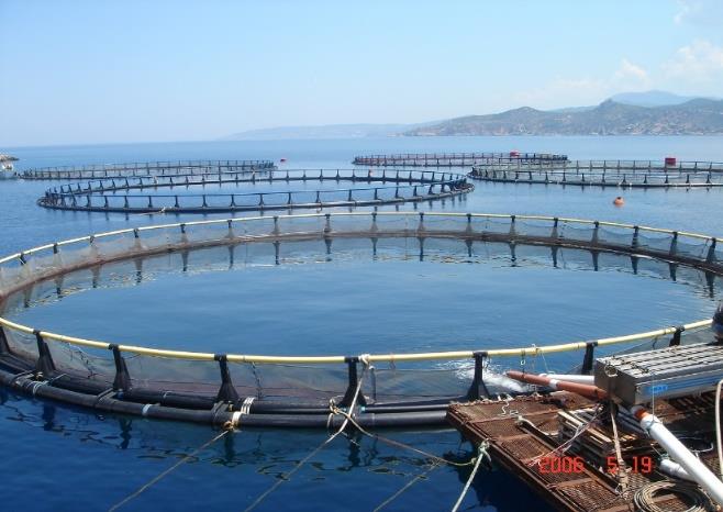 Η Υδατοκαλλιέργεια στην Ευρωπαϊκή Ένωση Σημαντική δραστηριότητα για την παροχή αλιευτικών προϊόντων στην Ε.Ε. Βαρύτητα : 20% του όγκου προϊόντων αλιείας και ιχθυοκαλλιέργειας Παραγωγή στην Ε.