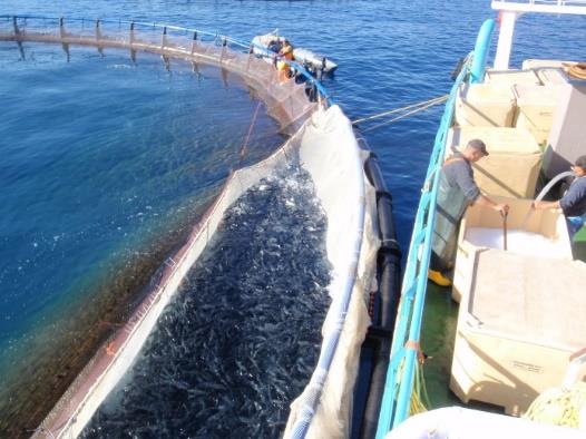 Η Μεσογειακή Ιχθυοκαλλιέργεια στην Ε.Ε. Τσιπούρα Λαυράκι 27 % όγκου παραγωγής ψαριών υδατοκαλλιέργειας της Ε.Ε. Παράγονται από 8 χώρες 1.