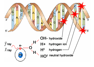 Σχηματική αναπαράσταση της δράσης της ιοντίζουσας ακτινοβολίας στο DNA http://ipnp00.troja.mff.cuni.