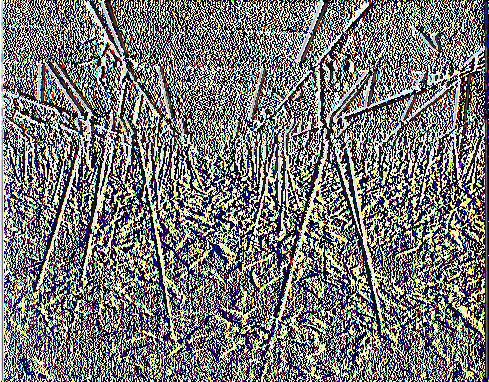 Εικόνα 1. Σύστημα υποστύλωσης με κατακόρυφους σπάγκους σε καλλιέργεια πιπεριάς τύπου «Κέρατο» (Ολύμπιος, 20