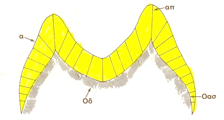 Εικόνα 1.19: Δομή των αδαμαντινικών πρισμάτων.(α:αδαμαντίνη, απ: αδαμαντινικό πρίσμα, οδ:οδοντίνη, Οασ: οδοντινοαδαμαντινική σύναψη).