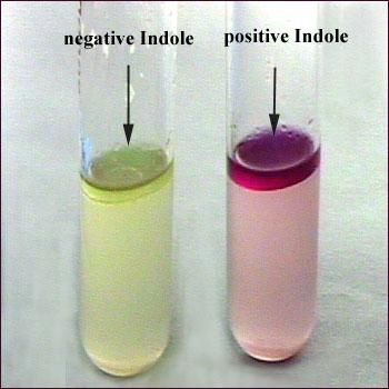Δοκιμασία ινδόλης Ελέγχει την ικανότητα του (ΜΚ) να παραγει το ένζυμο τρυπτοφανάση που υδρολύει το αμινοξύ τρυπτοφάνη σε ινδόλη και αλδεύδη Χρησιμοποιούμε : πεπτονούχο ζωμό με 1% τρυπτοφάνη