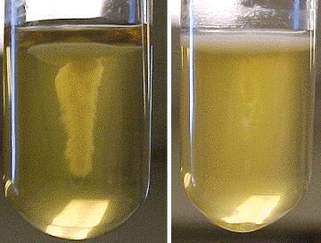 Escherichia: mot +/- Shigella: mot Edwardsiella:mot + Salmonella: mot + Arizona:mot + Citrobacter:mot + Klebsiella:mot