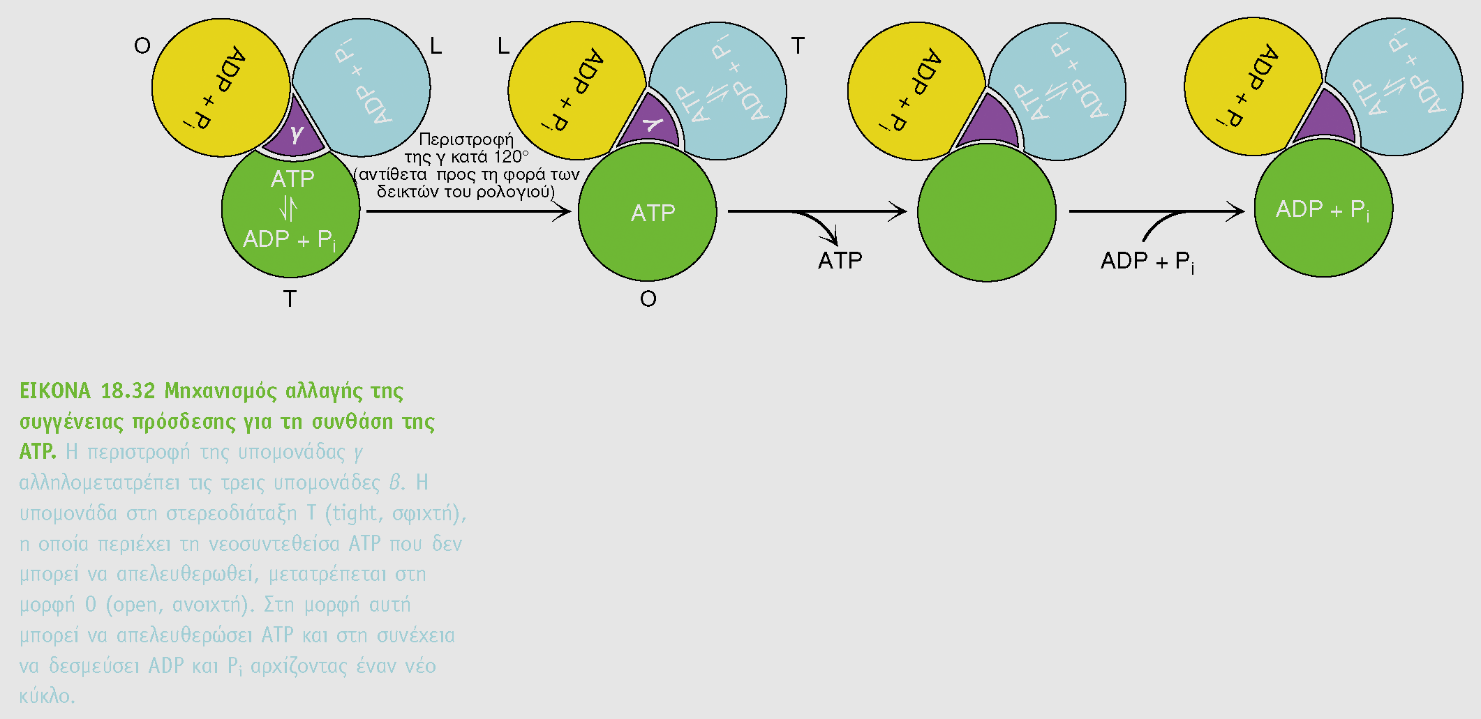 Κίνηση αντίθετη εκείνης των δεικτών του ρολογιού T (tight) τάση πρόσδεσης με ATP Ο