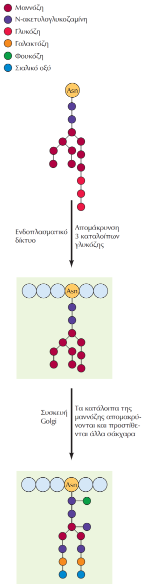 Γλυκοζυλίωση (glucosylation) Η επεξεργασία των Ν-συνδεδεμένων ολιγοσακχαριτών.