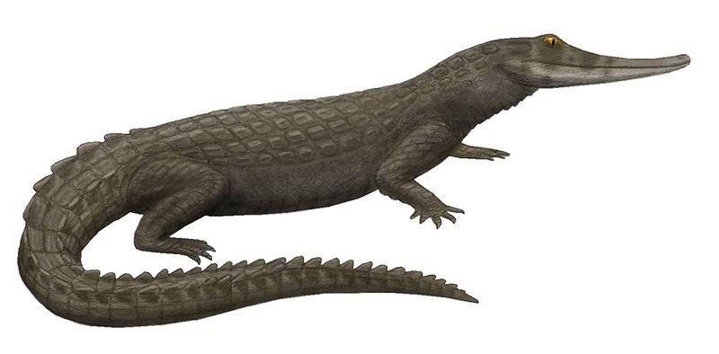 Crurotarsi & Crocodylia Ornithosuchus, Α. Τριαδικό Paleorhinus, φυτόσαυρος A.