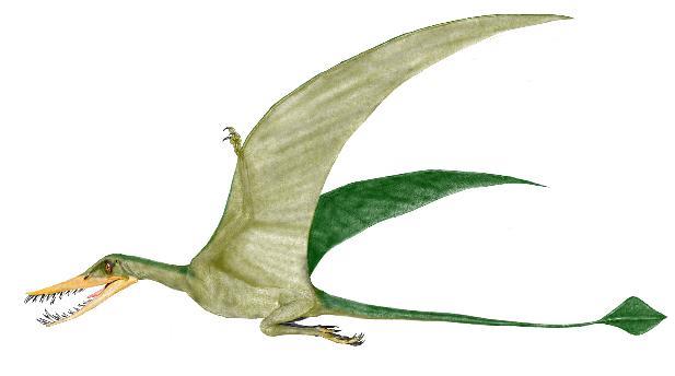 Rhamphorhynchus Ιουρασικό, Γερμανία