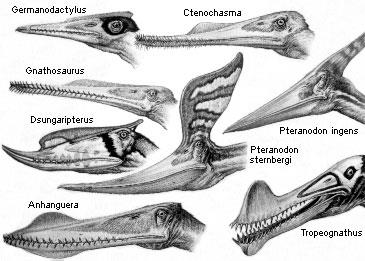 Pteranodon ~6m Nemicolopterus 25cm