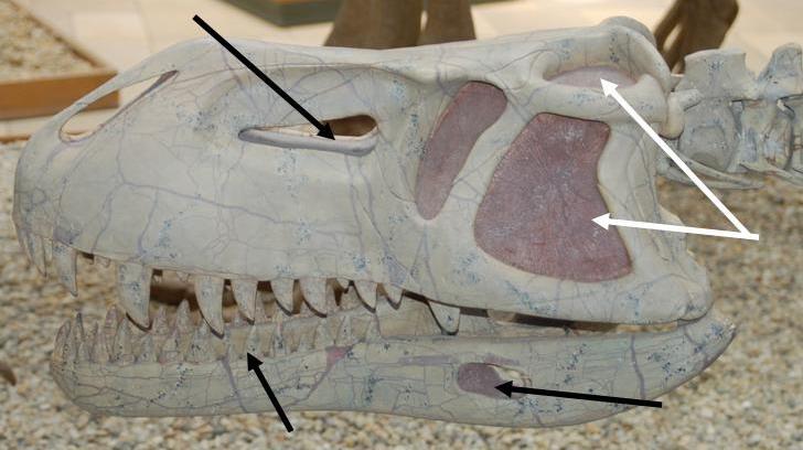 Λεπιδοσαύρια vs Αρχοσαύρια Δόντια προσαρτημένα στη γνάθο Δεν υπάρχει εμπροσθοφθαλμικό άνοιγμα Δεν υπάρχει κατωγναθικό άνοιγμα Οστέινα τόξα κροταφικών μειωμένα ή και εκλιπόντα Εύκαμπτη σπονδ.