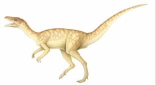 O S Εoraptor, Α. Τριαδικό Ηerrerasaurus, M.