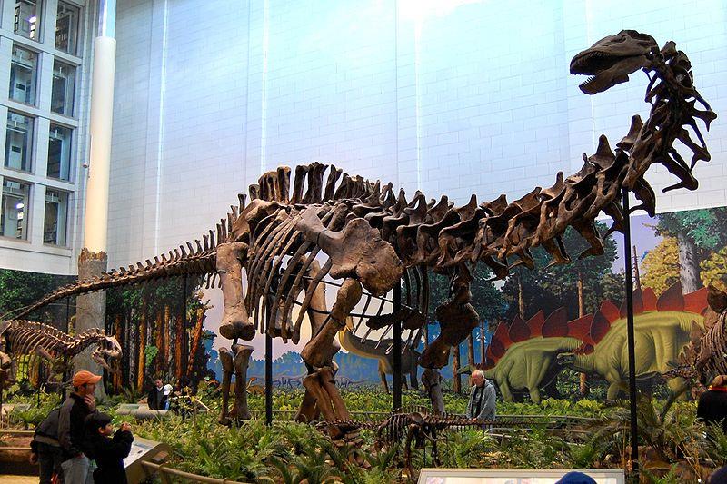 Sauropoda Plateosaurus A.