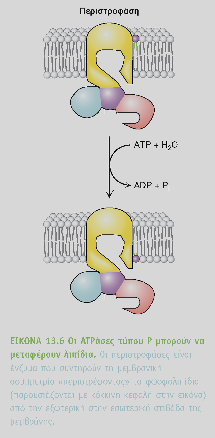BIOXHMEIA, TOMOΣ I ΠANEΠIΣTHMIAKEΣ EKΔOΣEIΣ KPHTHΣ Οι ATPάσες τύπου P είναι εξελικτικά συντηρημένες Στο γονιδιώμα της ζύμης έχουν βρεθεί 16 πρωτεΐνες τρείς μεταφέρουν Να +, δυο H +, δυο Ca +2, δυο