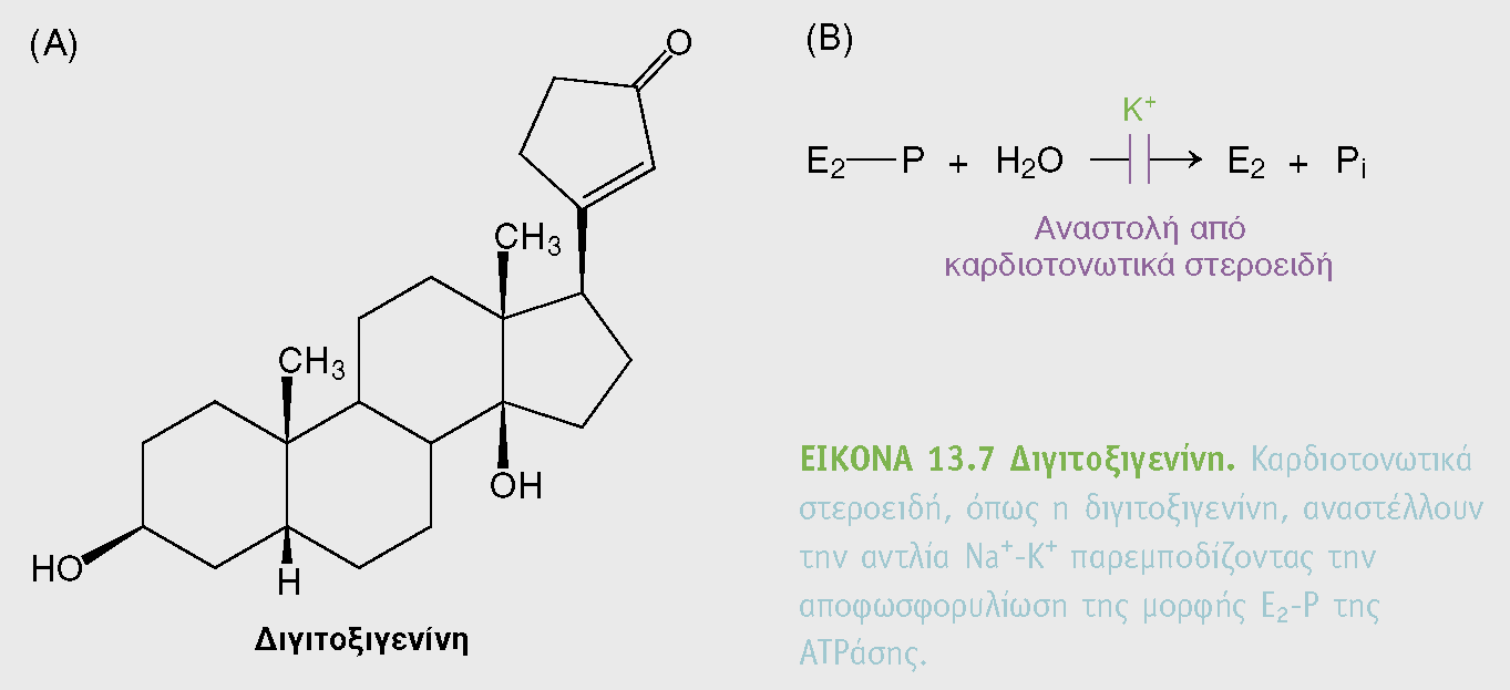 BIOXHMEIA, TOMOΣ I ΠANEΠIΣTHMIAKEΣ EKΔOΣEIΣ KPHTHΣ Η δακτυλίτιδα αναστέλλει ειδικά την αντλία Na + - K + παρεμποδίζοντας την αποφωσφορυλίωση της (αναστέλλοντας ένα βήμα του κύκλου αναστέλλουμε όλο