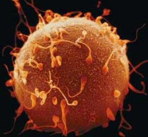 Κύτταρα Κυτταρική μεμβράνη Συνένωση κυττάρων