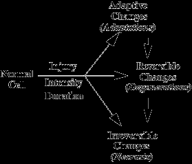 προσαρμογής (adaptation response): Υπερτροφία (αυξάνει το σχήμα), υπερπλασία