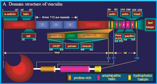 Προσκόλληση κυττάρων The proposed domain structure and possible post-translational regulation of vinculin.