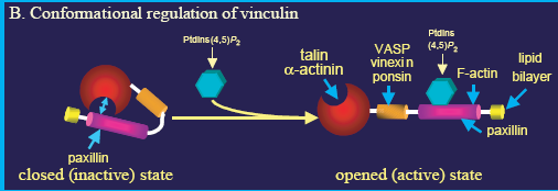 Προσκόλληση κυττάρων The regulation of vinculin-binding activities by conformational changes.